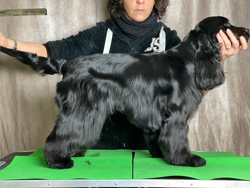 Cane & gatto Toelettatura - Foto 6