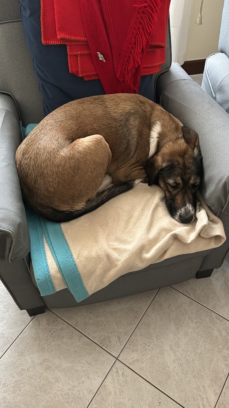 Cani Belli Di Pazzoni Patrizia - Foto 2