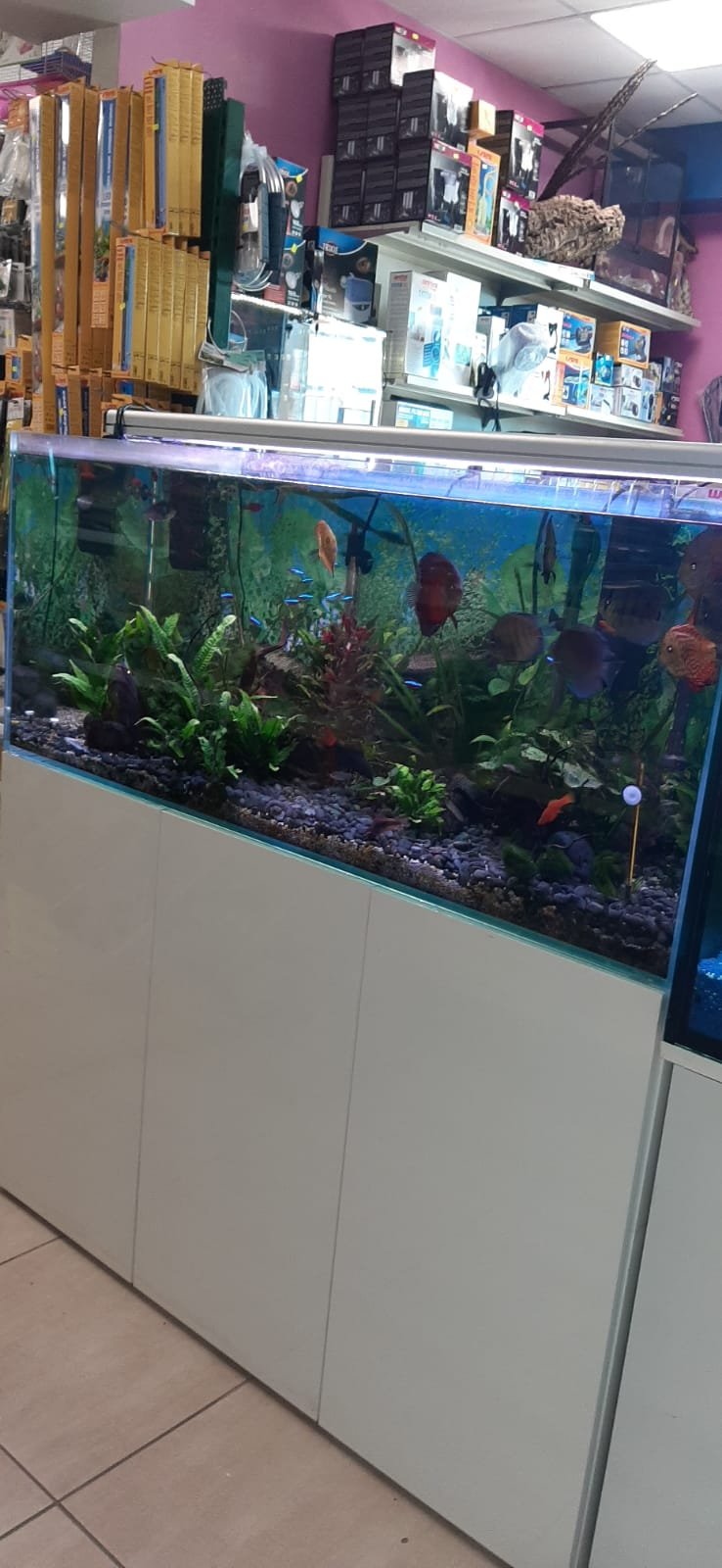 Cani e Gatti 2 - Foto 3