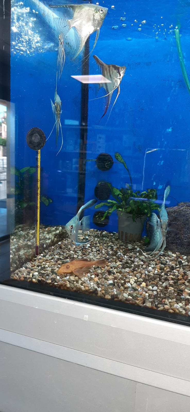 Cani e Gatti 2 - Foto 4