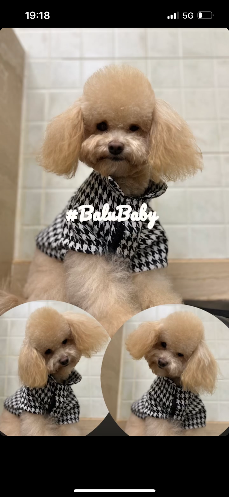 Cani E Gatti & Company Di Ruggiero L. - Foto 2