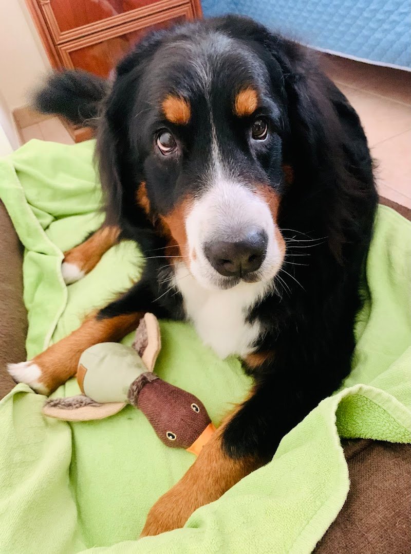 Cani E Gatti & Company Di Ruggiero L. - Foto 5