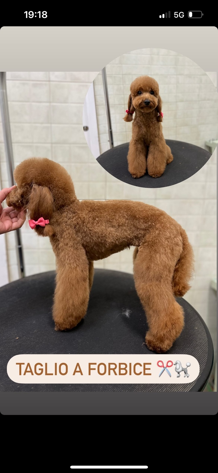 Cani E Gatti & Company Di Ruggiero L. - Foto 6