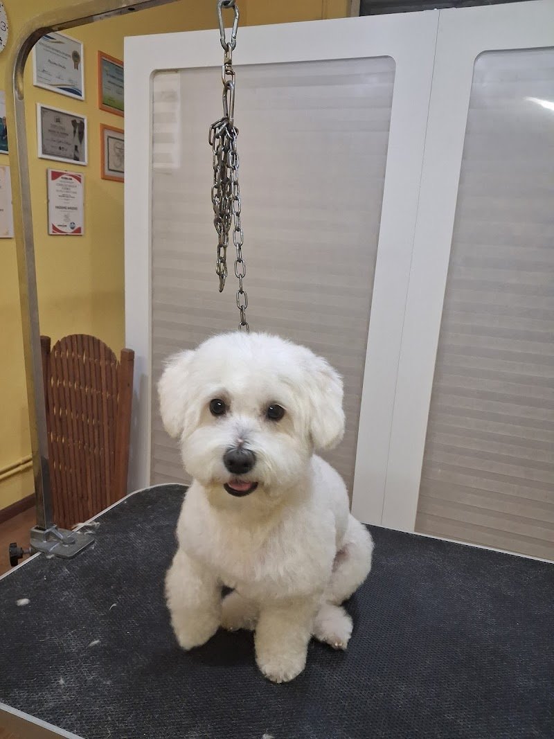 Cani e gatti in bellezza - Foto 1