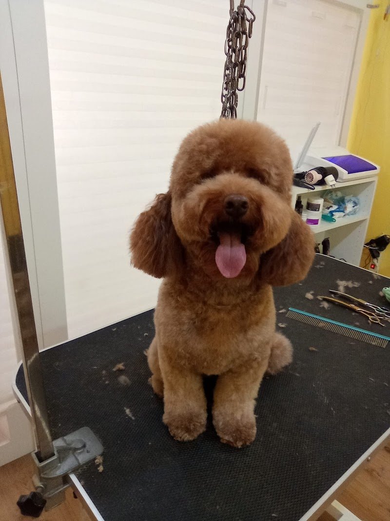 Cani e gatti in bellezza - Foto 2