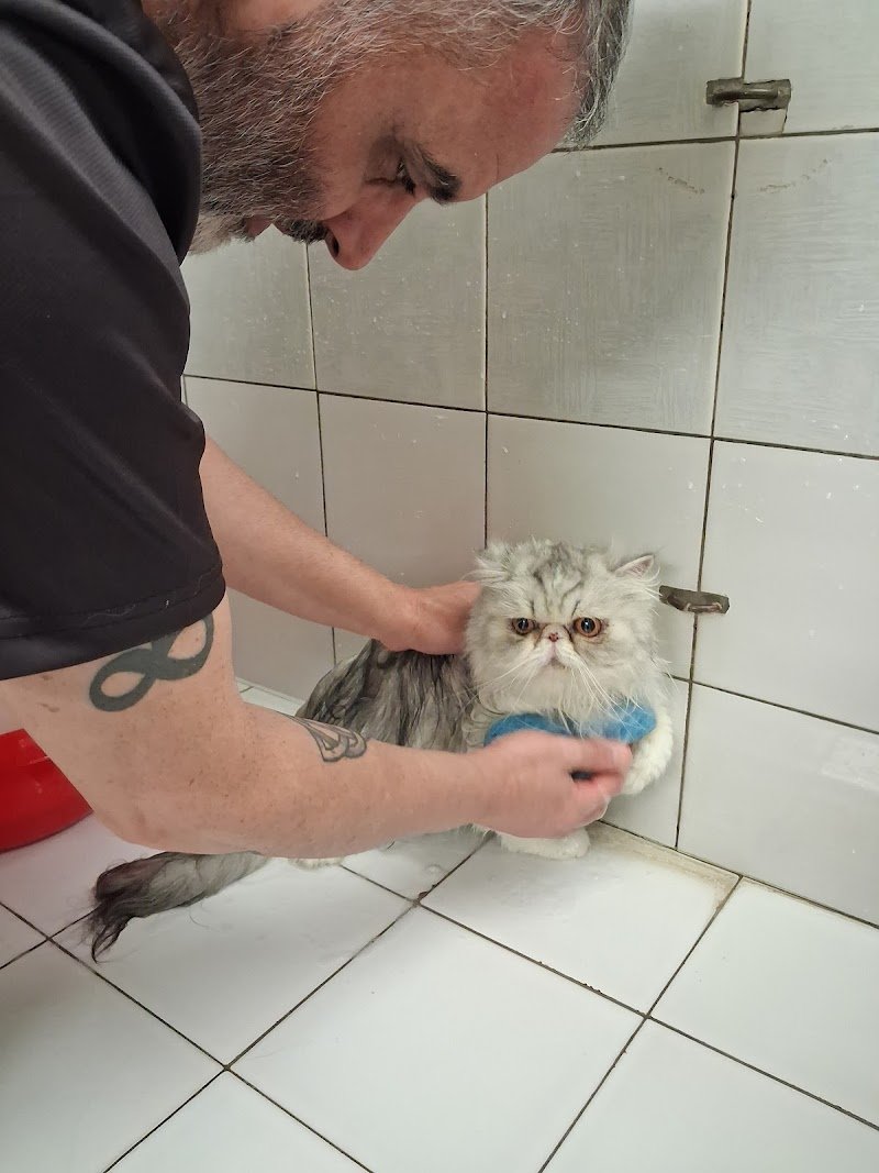 Cani e gatti in bellezza - Foto 3