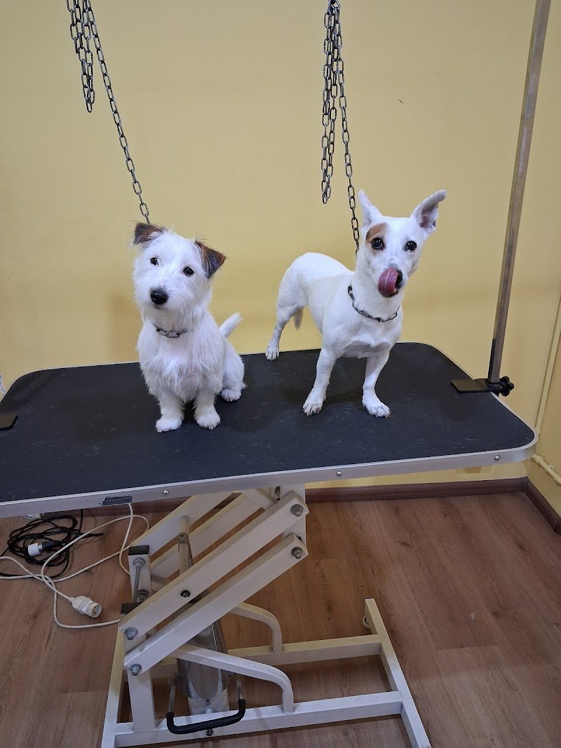 Cani e gatti in bellezza - Foto 5