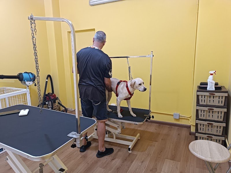 Cani e gatti in bellezza - Foto 6