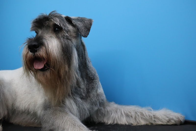 Cani e Gatti S.a.s di Maurizio Nilo Panepinto - Foto 2