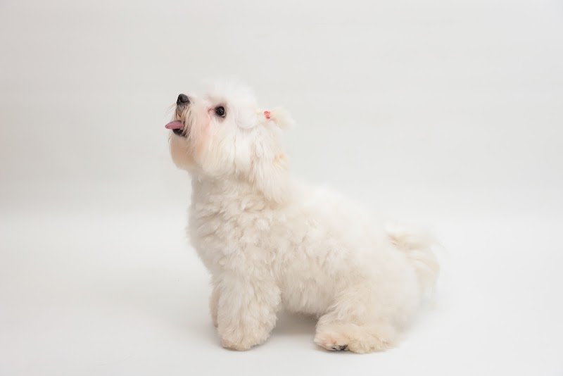 Cani e Gatti S.a.s di Maurizio Nilo Panepinto - Foto 4