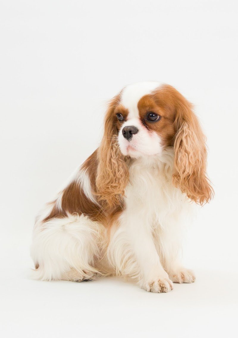 Cani e Gatti S.a.s di Maurizio Nilo Panepinto - Foto 5