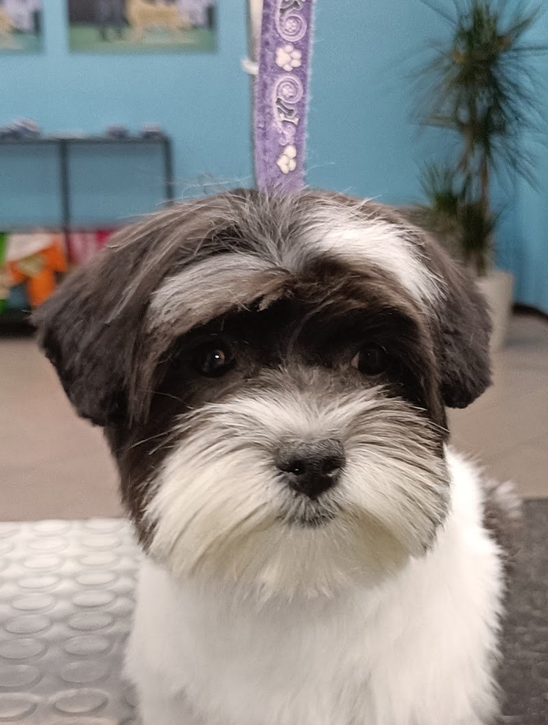 Cani e Gatti Spa Toelettatura - Foto 1