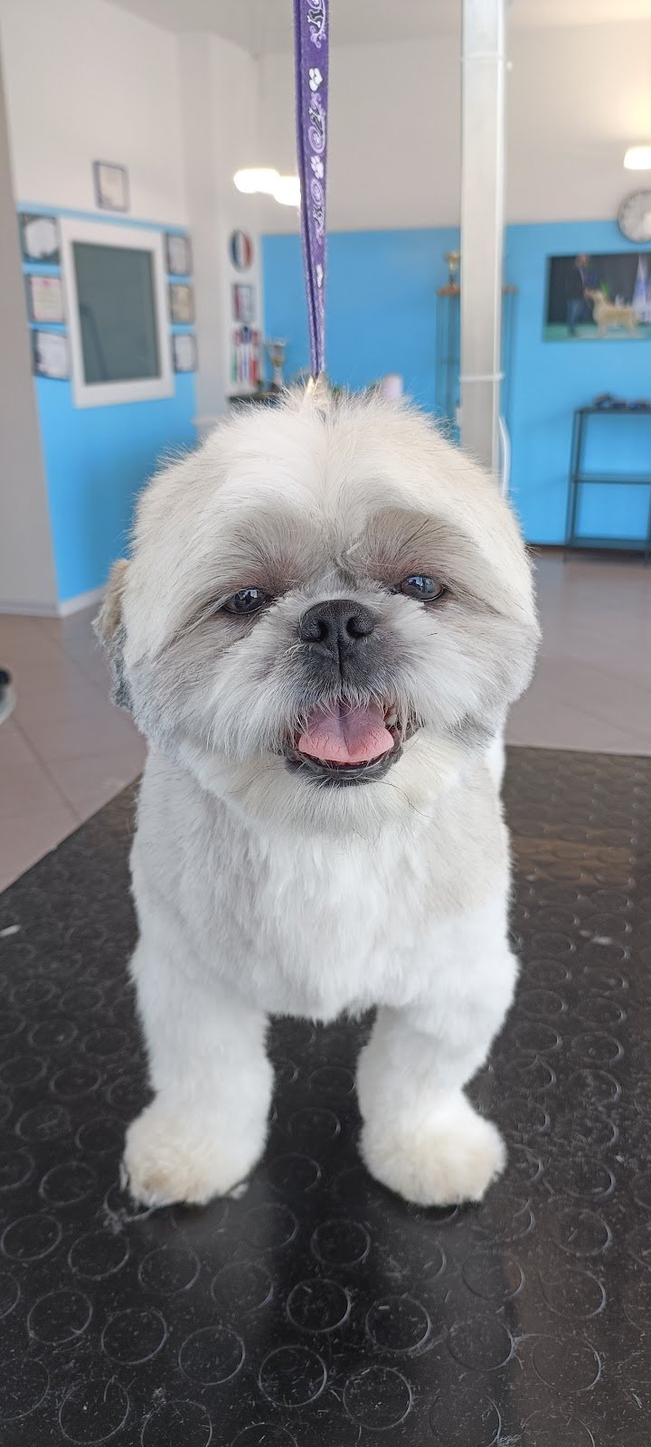 Cani e Gatti Spa Toelettatura - Foto 2