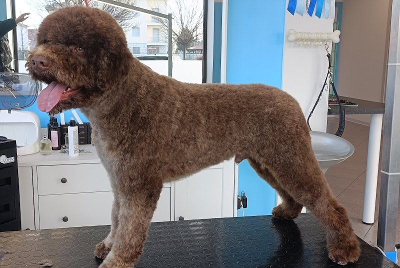 Cani e Gatti Spa Toelettatura - Foto 4