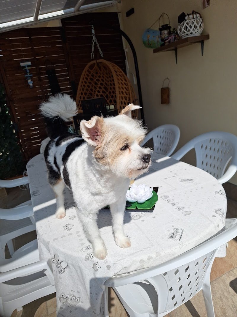 Cani e Gatti Spa Toelettatura - Foto 5