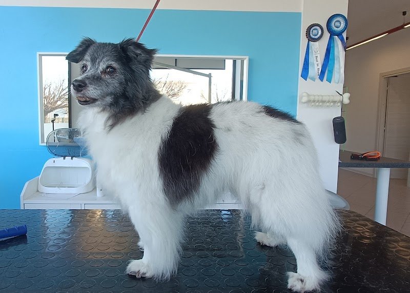 Cani e Gatti Spa Toelettatura - Foto 6