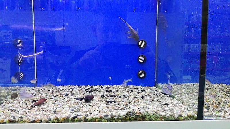 Cani E Gatti Srl - Foto 4