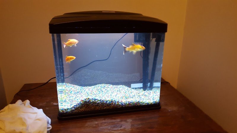 Cani E Gatti Srl - Foto 5