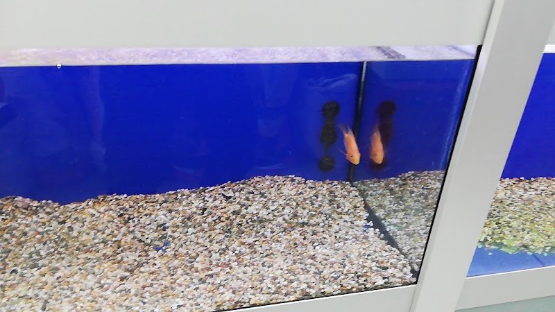 Cani E Gatti Srl - Foto 6