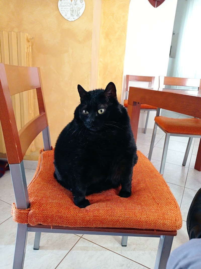 CANI, GATTI & COMPANY DI LIANA CASTELLANETA - Foto 2