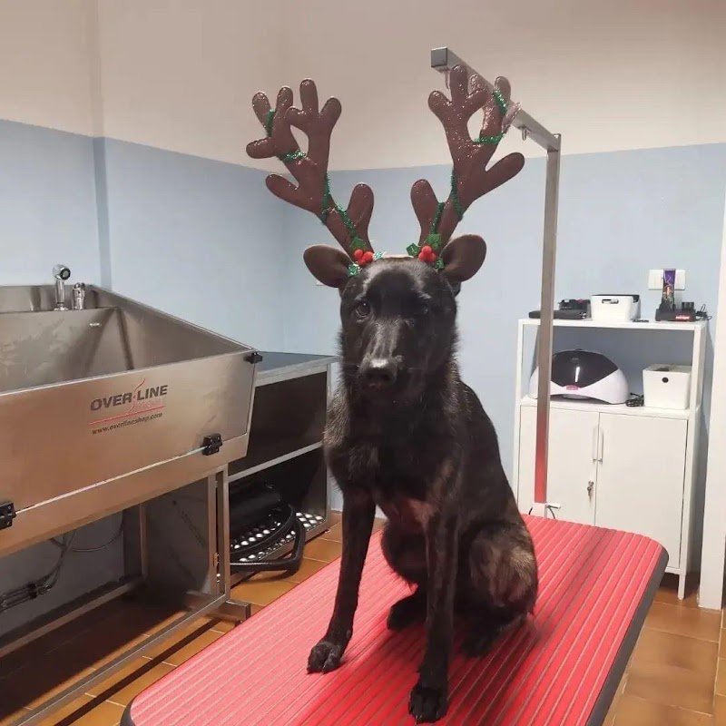 Cani in Coda - Foto 1