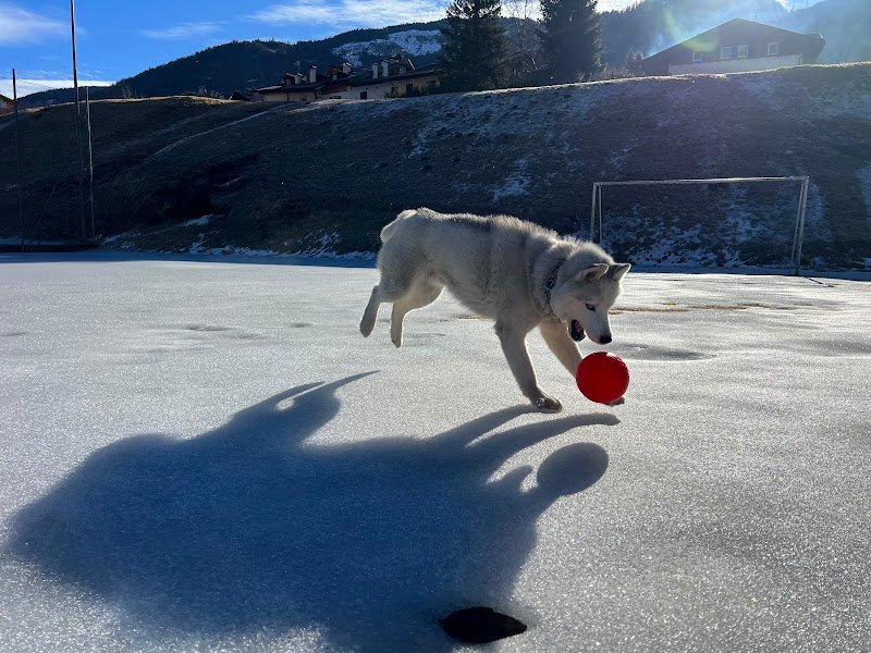 Cani in Coda - Foto 2