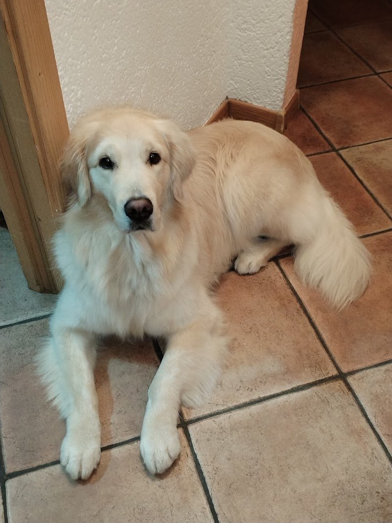 Cani in Coda - Foto 3