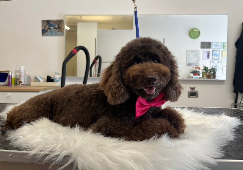 CANI RiBELLI - Toelettatura Professionale Cani e Gatti - Foto 3