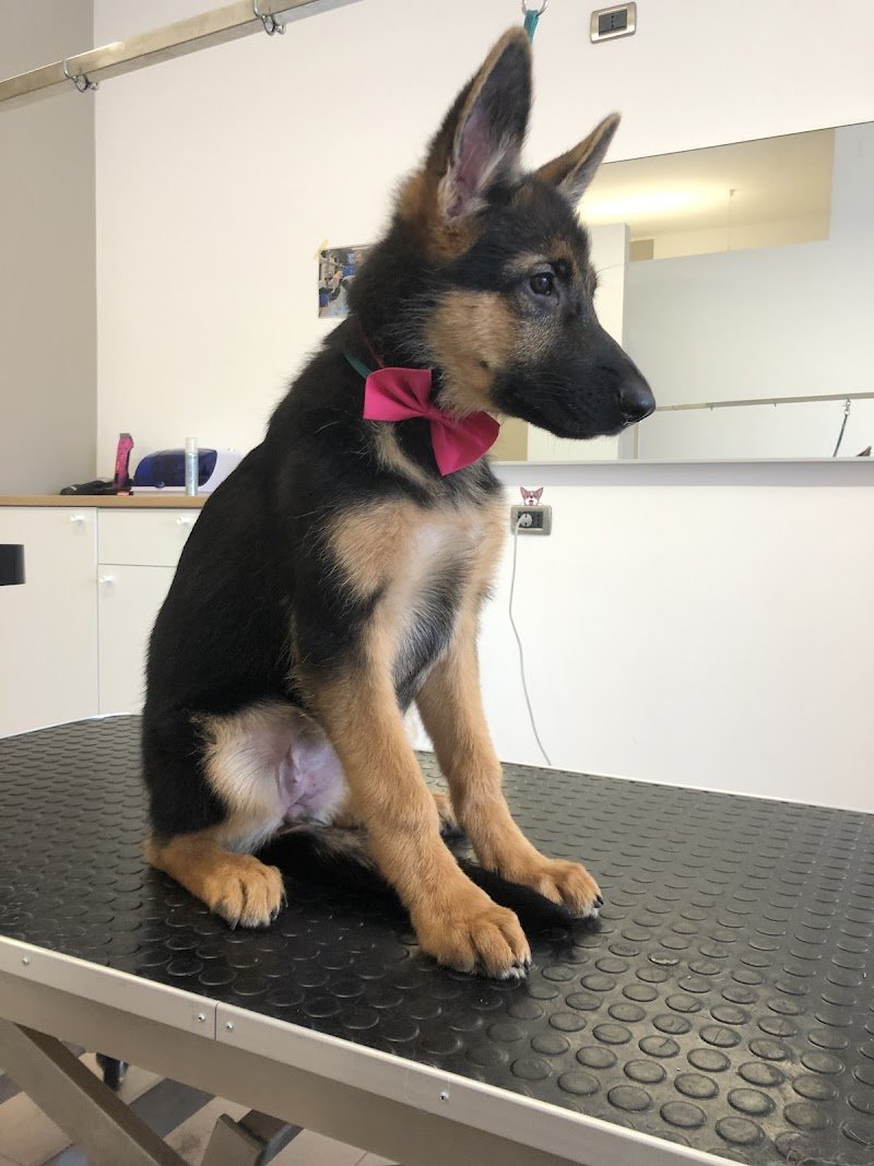 CANI RiBELLI - Toelettatura Professionale Cani e Gatti - Foto 5