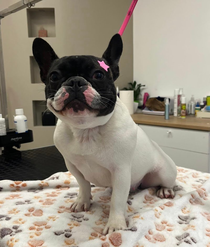 CANI RiBELLI - Toelettatura Professionale Cani e Gatti - Foto 6