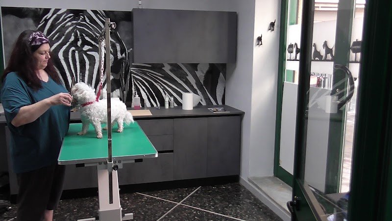 Canicola di Ferro Gloria - Foto 4