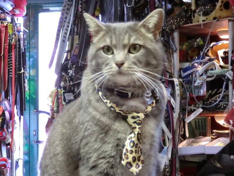 Canicola di Ferro Gloria - Foto 5