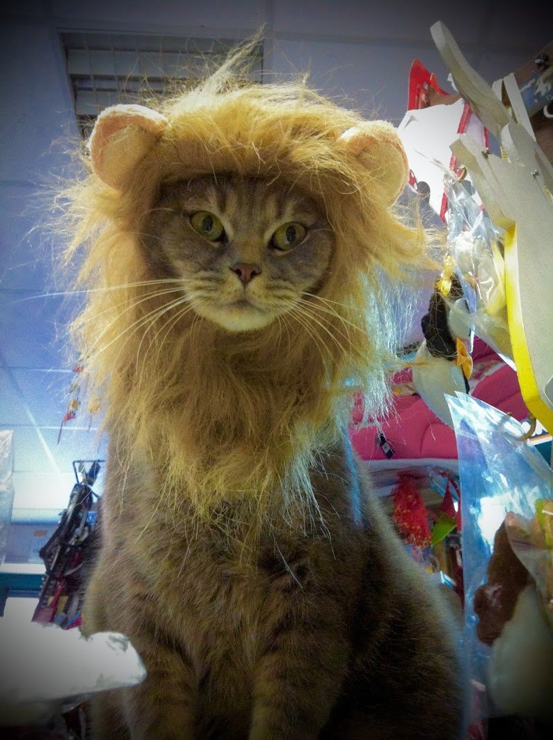 Canicola di Ferro Gloria - Foto 6