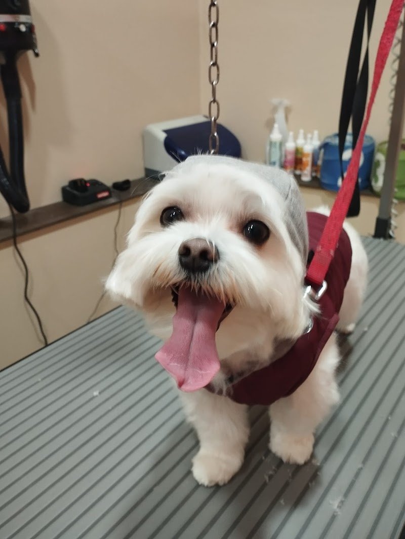 Canilandia & Co - Foto 1