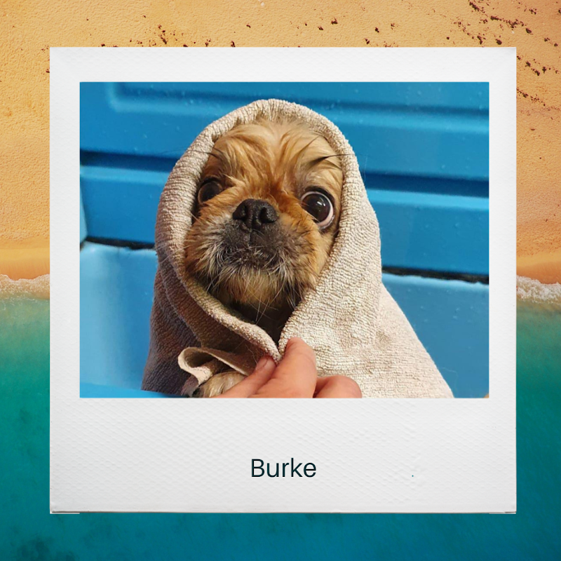 Canilandia & Co - Foto 2