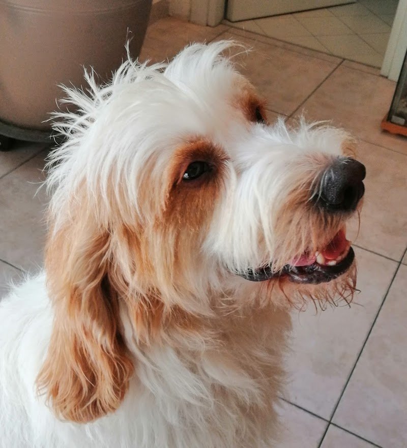 Canilandia & Co - Foto 3