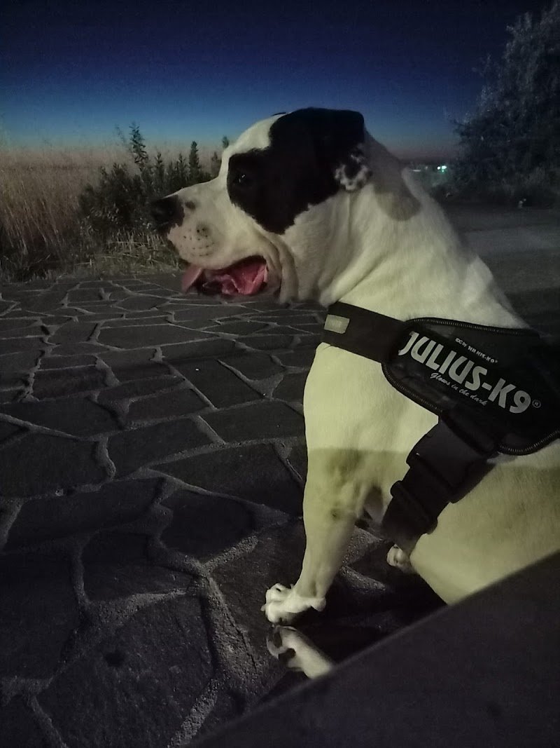 Canilandia & Co - Foto 4