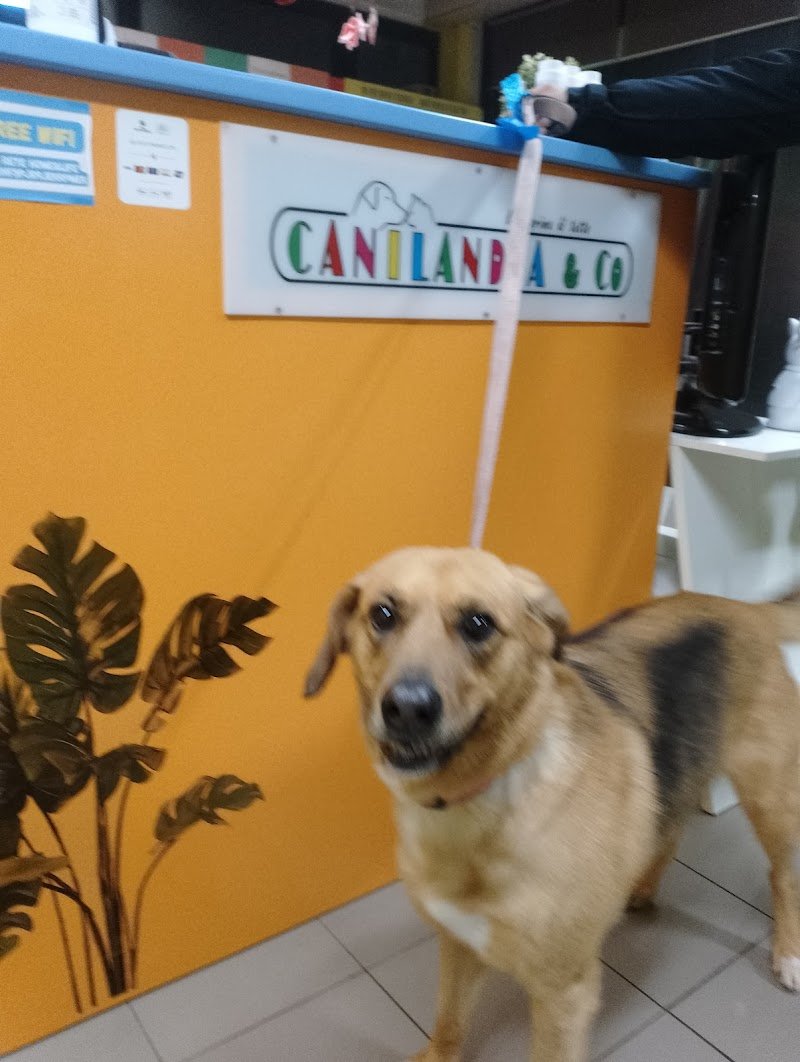 Canilandia & Co - Foto 6