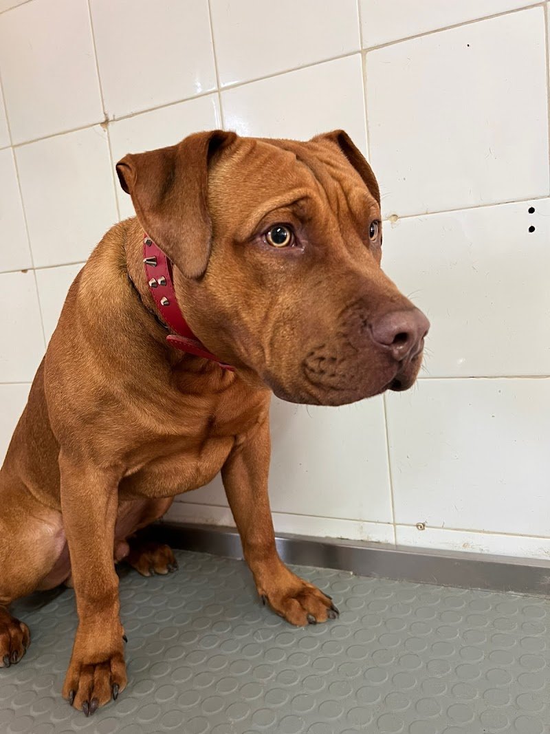 Caninoteca Toelettatura - Foto 1