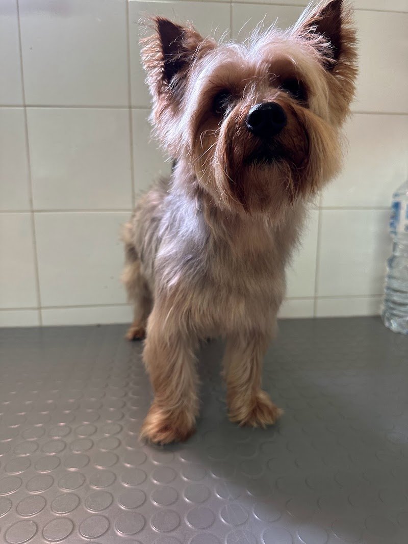 Caninoteca Toelettatura - Foto 3