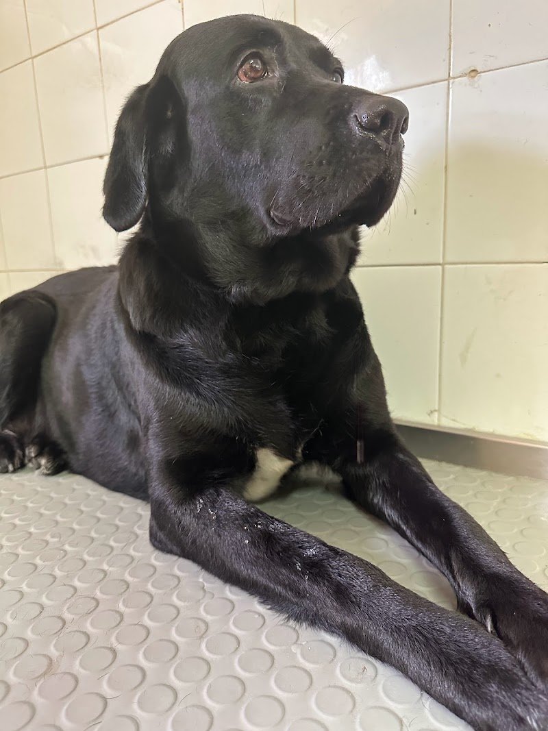 Caninoteca Toelettatura - Foto 4