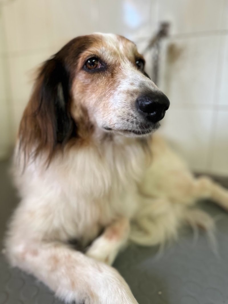 Caninoteca Toelettatura - Foto 5