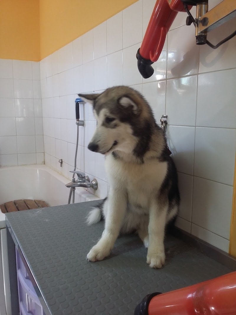 Caninoteca Toelettatura - Foto 6