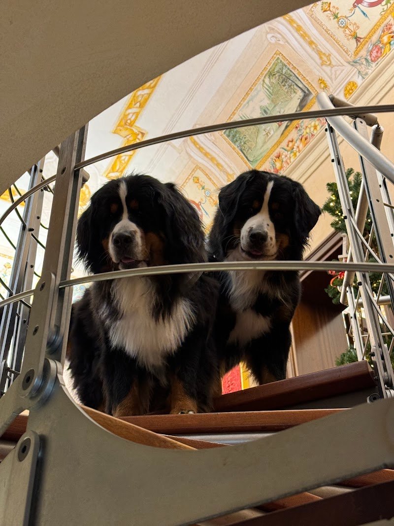 CANORO TOELETTATURA E SPA PER CANI - Foto 4