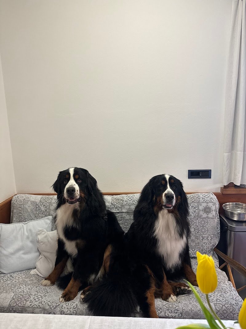 CANORO TOELETTATURA E SPA PER CANI - Foto 5