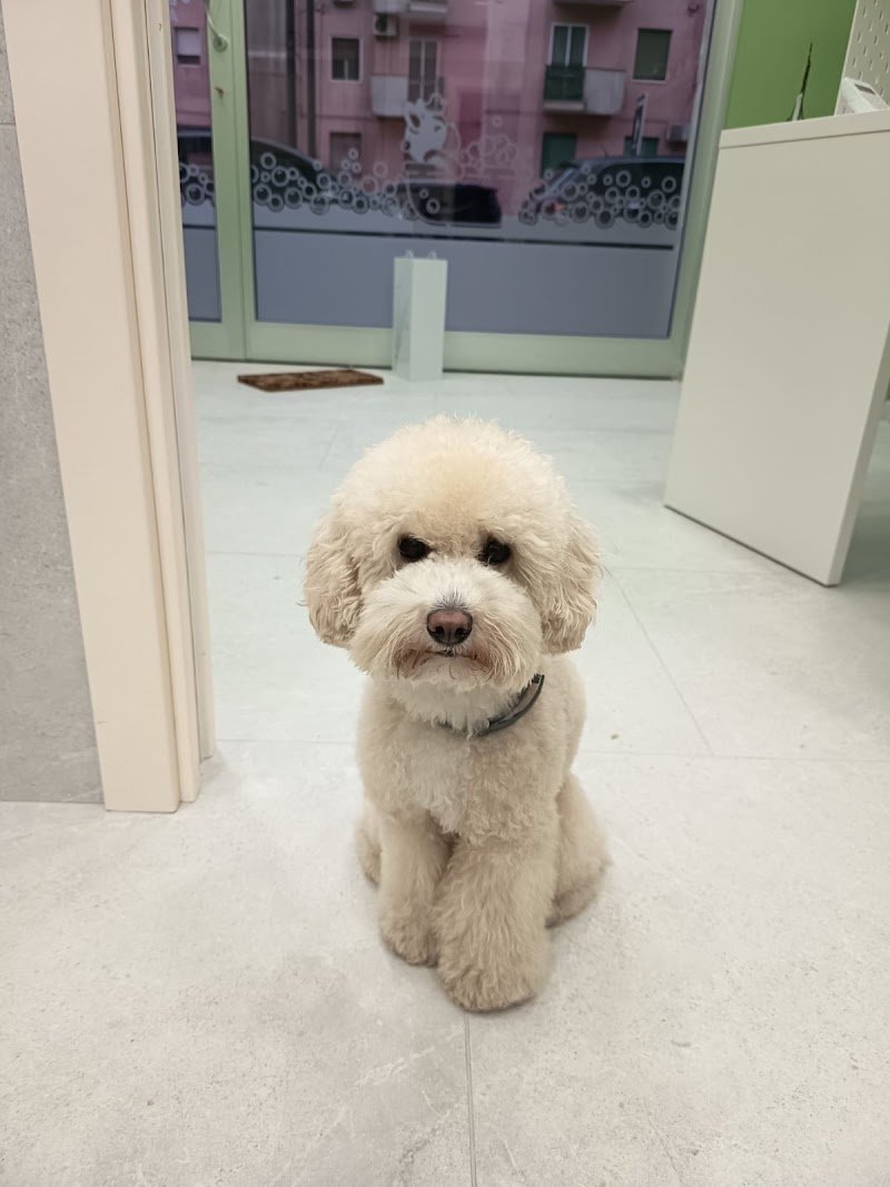 Carini e Coccolosi - Toeletta - Foto 1