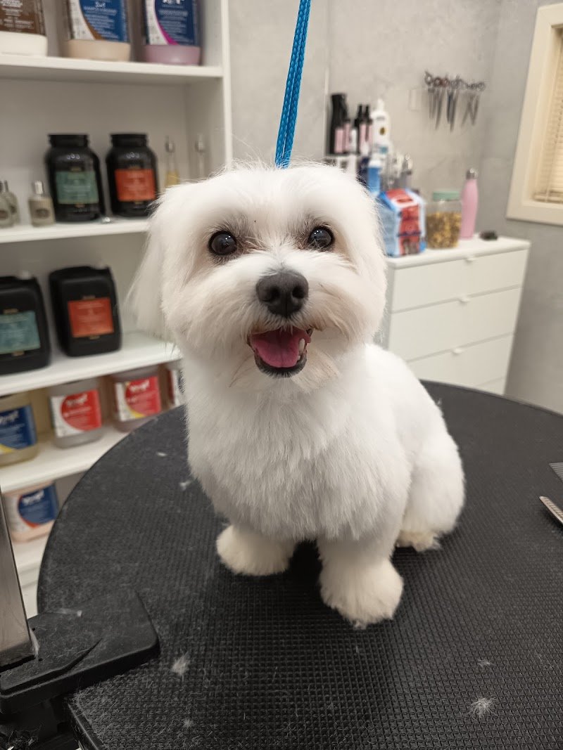 Carini e Coccolosi - Toeletta - Foto 3