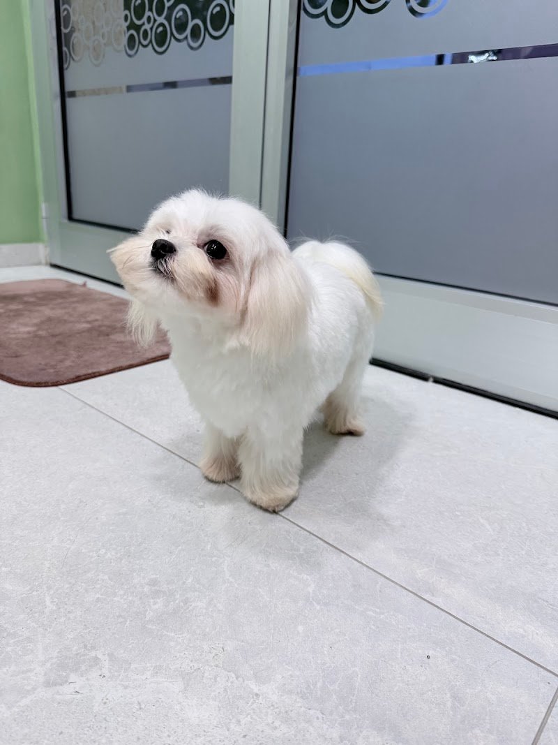 Carini e Coccolosi - Toeletta - Foto 5