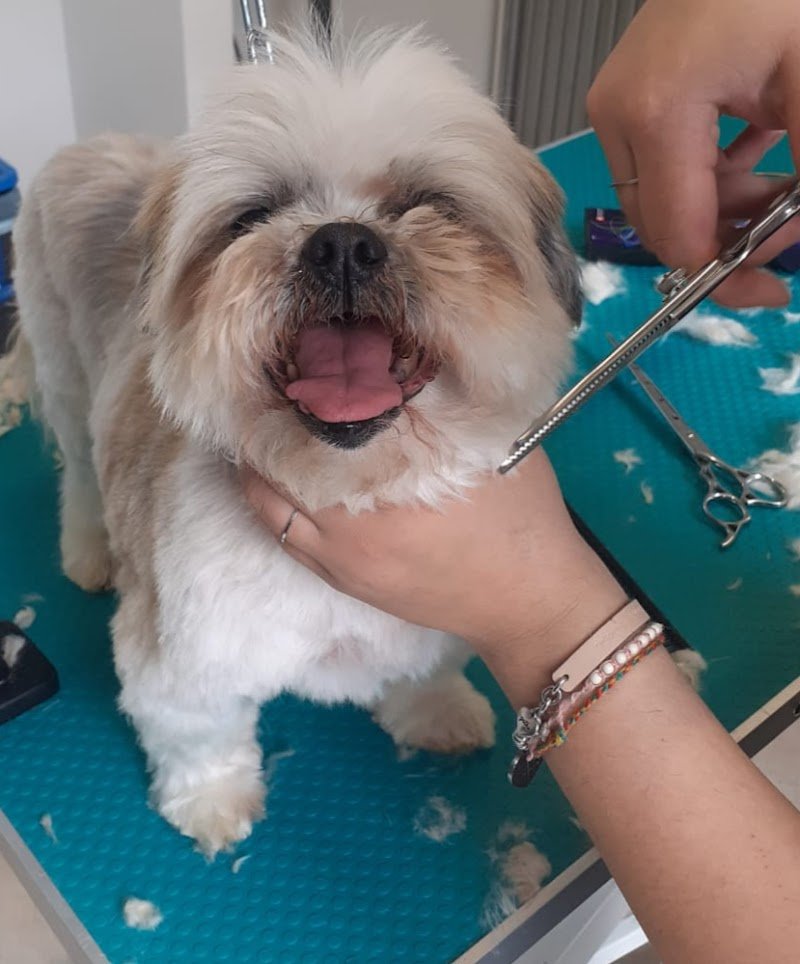 Carini e Coccolosi - Toelettatura - Pet Shop - Foto 2