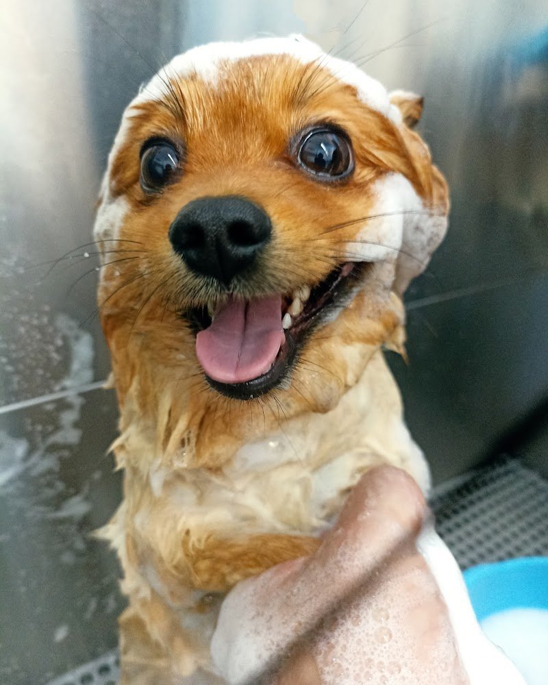 Carini e Coccolosi - Toelettatura - Pet Shop - Foto 3